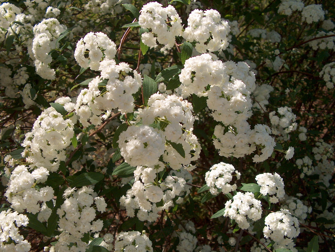 Online Plant Guide - Spiraea cantoniensis / Reeves Spirea